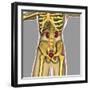 Human Urinary System-Stocktrek Images-Framed Art Print