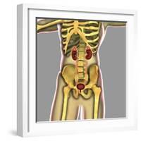 Human Urinary System-Stocktrek Images-Framed Art Print