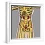 Human Urinary System-Stocktrek Images-Framed Art Print