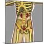 Human Urinary System-Stocktrek Images-Mounted Art Print