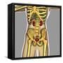 Human Urinary System-Stocktrek Images-Framed Stretched Canvas