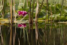 Water Lily in Pond-humbak-Photographic Print
