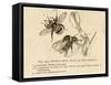 Humble Bees-null-Framed Stretched Canvas