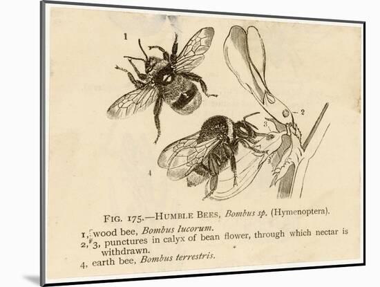 Humble Bees-null-Mounted Art Print