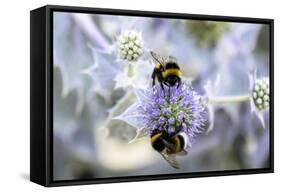 Humblebee on a Thistle, Cap Ferret, France-Françoise Gaujour-Framed Stretched Canvas