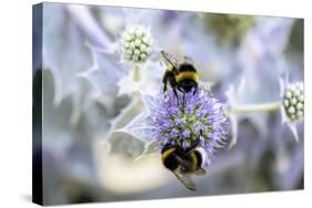 Humblebee on a Thistle, Cap Ferret, France-Françoise Gaujour-Stretched Canvas