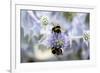 Humblebee on a Thistle, Cap Ferret, France-Françoise Gaujour-Framed Premium Photographic Print