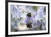 Humblebee on a Thistle, Cap Ferret, France-Françoise Gaujour-Framed Premium Photographic Print