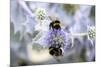 Humblebee on a Thistle, Cap Ferret, France-Françoise Gaujour-Mounted Premium Photographic Print