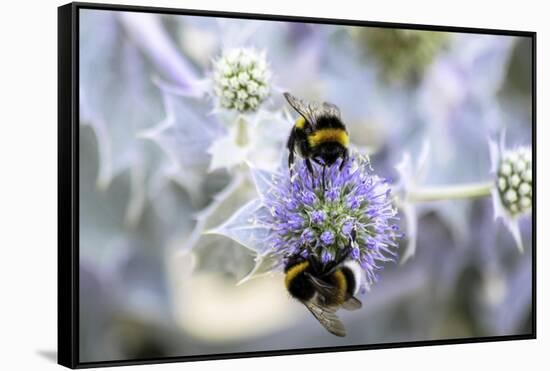 Humblebee on a Thistle, Cap Ferret, France-Françoise Gaujour-Framed Stretched Canvas