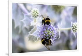 Humblebee on a Thistle, Cap Ferret, France-Françoise Gaujour-Framed Photographic Print