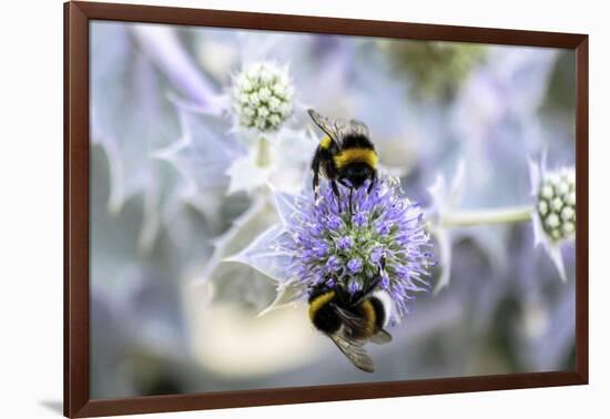 Humblebee on a Thistle, Cap Ferret, France-Françoise Gaujour-Framed Photographic Print