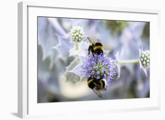 Humblebee on a Thistle, Cap Ferret, France-Françoise Gaujour-Framed Photographic Print