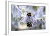 Humblebee on a Thistle, Cap Ferret, France-Françoise Gaujour-Framed Photographic Print