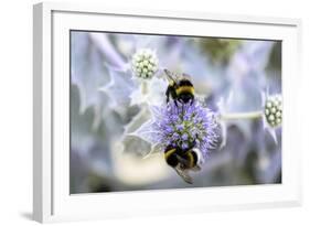 Humblebee on a Thistle, Cap Ferret, France-Françoise Gaujour-Framed Photographic Print