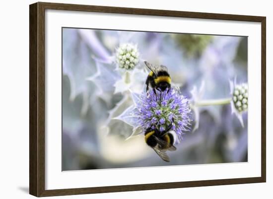 Humblebee on a Thistle, Cap Ferret, France-Françoise Gaujour-Framed Photographic Print