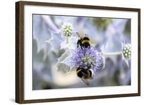 Humblebee on a Thistle, Cap Ferret, France-Françoise Gaujour-Framed Photographic Print