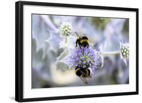 Humblebee on a Thistle, Cap Ferret, France-Françoise Gaujour-Framed Photographic Print