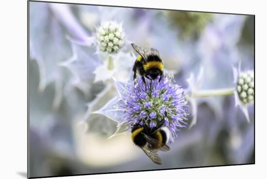 Humblebee on a Thistle, Cap Ferret, France-Françoise Gaujour-Mounted Photographic Print