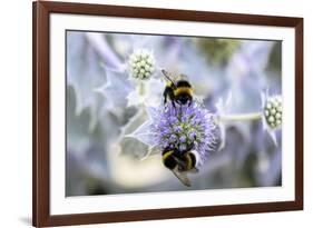 Humblebee on a Thistle, Cap Ferret, France-Françoise Gaujour-Framed Photographic Print