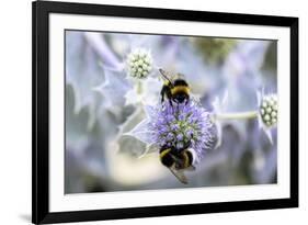 Humblebee on a Thistle, Cap Ferret, France-Françoise Gaujour-Framed Photographic Print