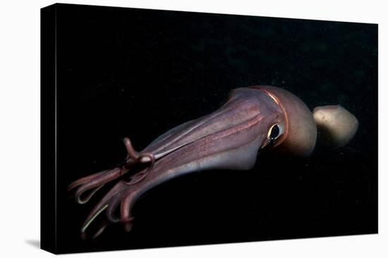 Humboldt (Jumbo) Squid (Dosidicus Gigas) Swimming at Night-Louise Murray-Stretched Canvas