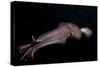 Humboldt (Jumbo) Squid (Dosidicus Gigas) Swimming at Night-Louise Murray-Stretched Canvas