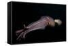 Humboldt (Jumbo) Squid (Dosidicus Gigas) Swimming at Night-Louise Murray-Framed Stretched Canvas