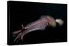 Humboldt (Jumbo) Squid (Dosidicus Gigas) Swimming at Night-Louise Murray-Stretched Canvas