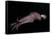 Humboldt (Jumbo) Squid (Dosidicus Gigas) Swimming at Night-Louise Murray-Framed Stretched Canvas