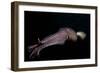 Humboldt (Jumbo) Squid (Dosidicus Gigas) Swimming at Night-Louise Murray-Framed Photographic Print