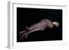 Humboldt (Jumbo) Squid (Dosidicus Gigas) Swimming at Night-Louise Murray-Framed Photographic Print