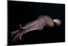 Humboldt (Jumbo) Squid (Dosidicus Gigas) Swimming at Night-Louise Murray-Mounted Photographic Print