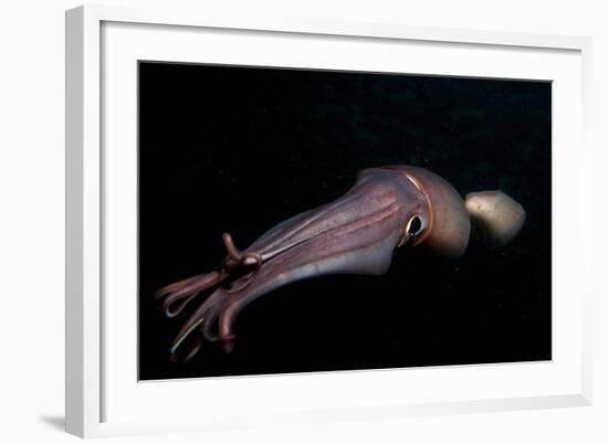 Humboldt (Jumbo) Squid (Dosidicus Gigas) Swimming at Night-Louise Murray-Framed Photographic Print