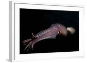 Humboldt (Jumbo) Squid (Dosidicus Gigas) Swimming at Night-Louise Murray-Framed Photographic Print