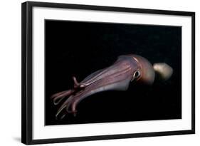 Humboldt (Jumbo) Squid (Dosidicus Gigas) Swimming at Night-Louise Murray-Framed Photographic Print