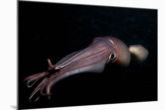 Humboldt (Jumbo) Squid (Dosidicus Gigas) Swimming at Night-Louise Murray-Mounted Photographic Print