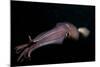 Humboldt (Jumbo) Squid (Dosidicus Gigas) Swimming at Night-Louise Murray-Mounted Photographic Print