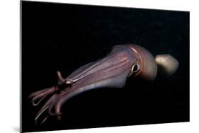 Humboldt (Jumbo) Squid (Dosidicus Gigas) Swimming at Night-Louise Murray-Mounted Photographic Print