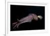 Humboldt (Jumbo) Squid (Dosidicus Gigas) Swimming at Night-Louise Murray-Framed Photographic Print