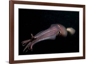 Humboldt (Jumbo) Squid (Dosidicus Gigas) Swimming at Night-Louise Murray-Framed Photographic Print