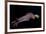 Humboldt (Jumbo) Squid (Dosidicus Gigas) Swimming at Night-Louise Murray-Framed Photographic Print