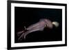 Humboldt (Jumbo) Squid (Dosidicus Gigas) Swimming at Night-Louise Murray-Framed Photographic Print