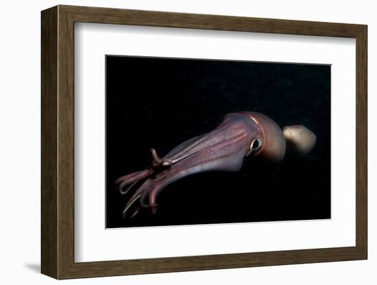 Humboldt (Jumbo) Squid (Dosidicus Gigas) Swimming at Night-Louise Murray-Framed Photographic Print