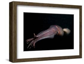 Humboldt (Jumbo) Squid (Dosidicus Gigas) Swimming at Night-Louise Murray-Framed Photographic Print