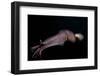 Humboldt (Jumbo) Squid (Dosidicus Gigas) Swimming at Night-Louise Murray-Framed Photographic Print