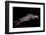 Humboldt (Jumbo) Squid (Dosidicus Gigas) Swimming at Night-Louise Murray-Framed Photographic Print