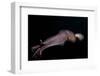 Humboldt (Jumbo) Squid (Dosidicus Gigas) Swimming at Night-Louise Murray-Framed Photographic Print