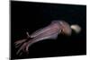 Humboldt (Jumbo) Squid (Dosidicus Gigas) Swimming at Night-Louise Murray-Mounted Photographic Print