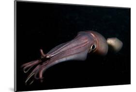 Humboldt (Jumbo) Squid (Dosidicus Gigas) Swimming at Night-Louise Murray-Mounted Photographic Print